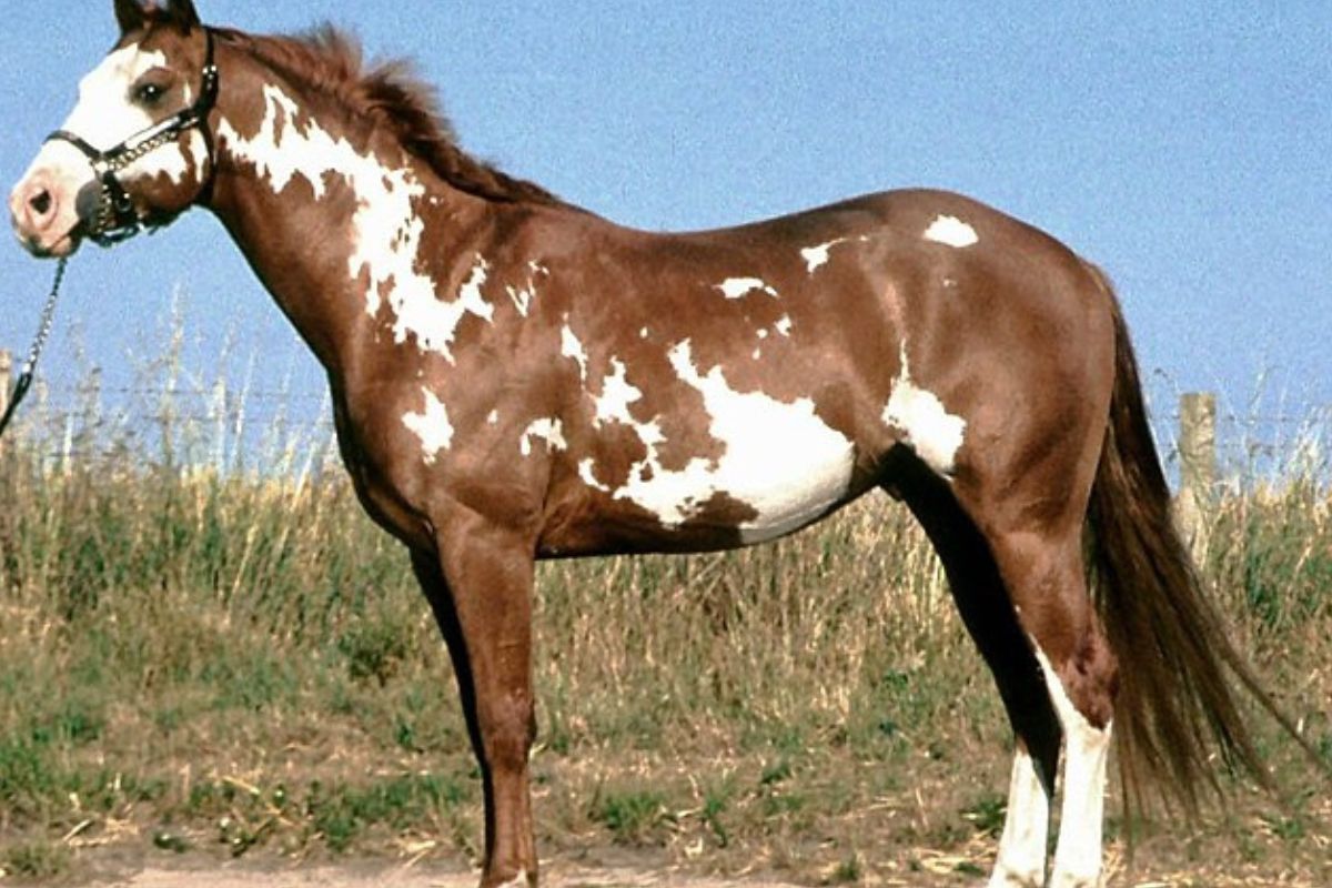 Cavalo Pintado
