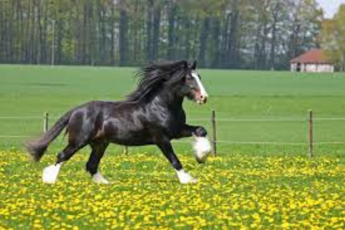 Cavalo Shire