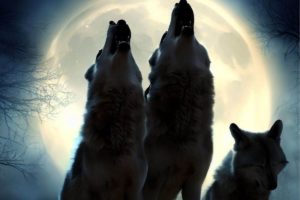Lobos