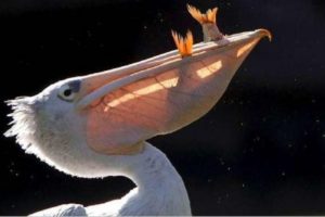 Pelicanos