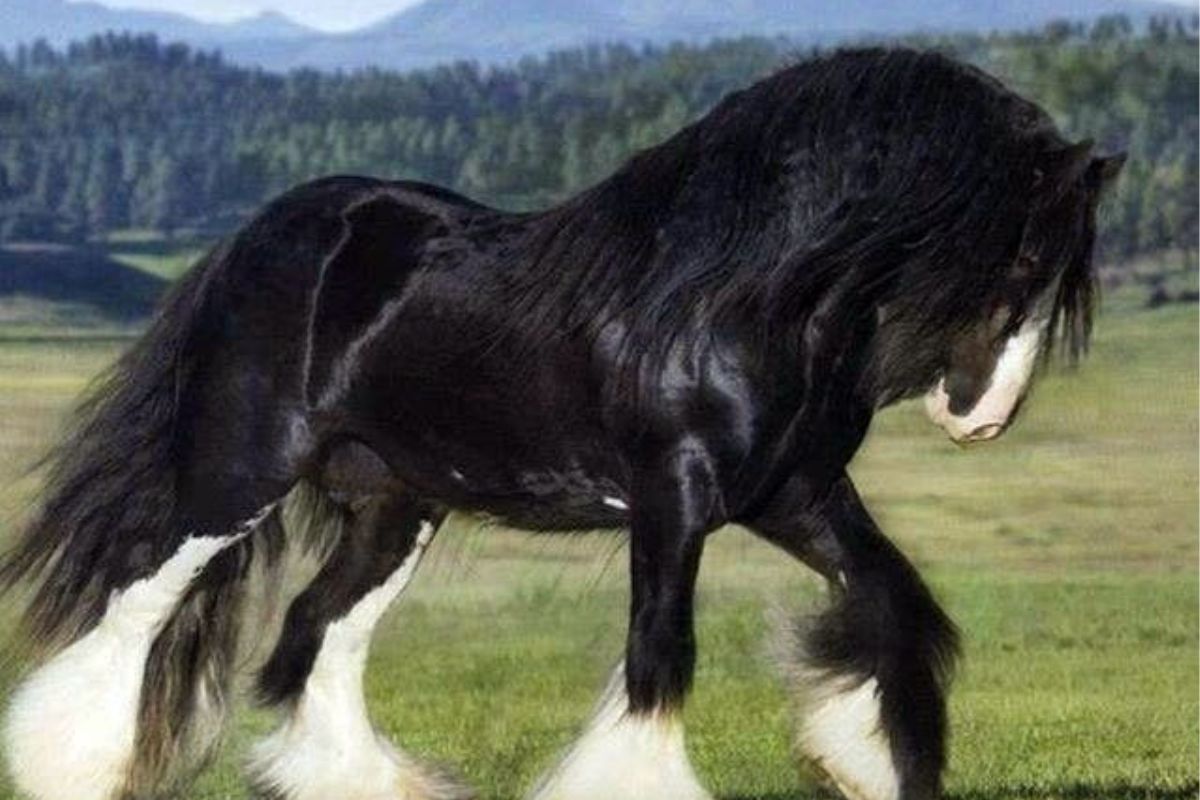 Cavalo Clydesdale