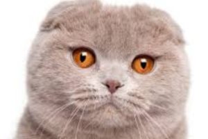 GATO SCOTTISH FOLD