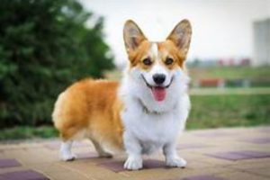 CORGIE