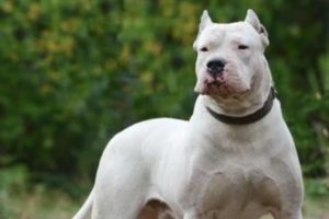 DOGO ARGENTINO