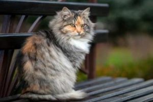 gato siberiano é uma verdadeira obra-prima da natureza, com sua beleza, personalidade cativante e conexão profunda com a história e cultura russa.