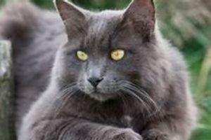 Gato Nebelung