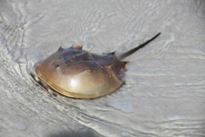 Caranguejo Ferradura
