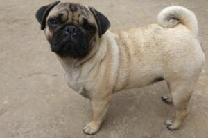 Cão Pug