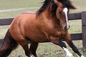 Cavalo Silla Argentino