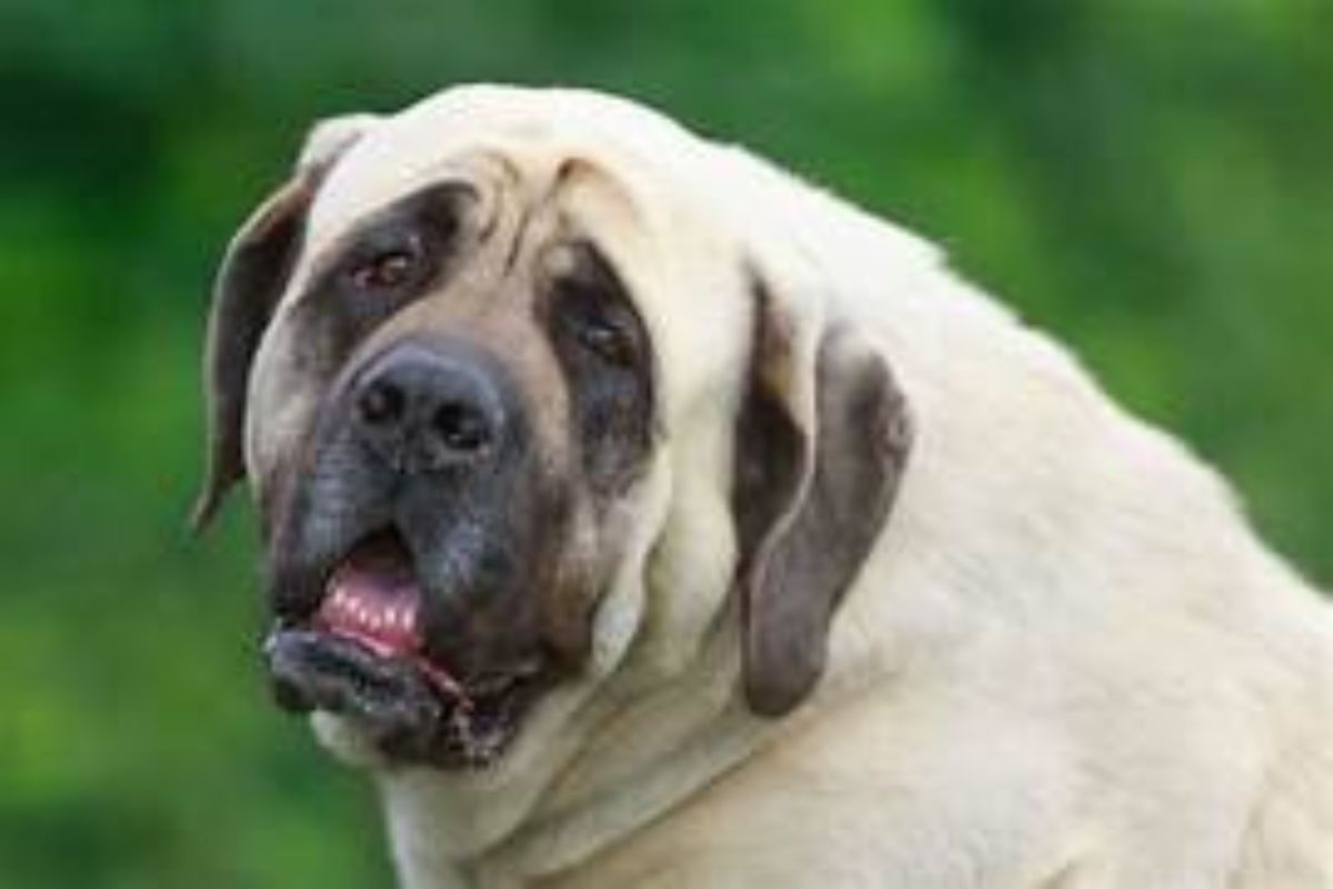 Mastiff