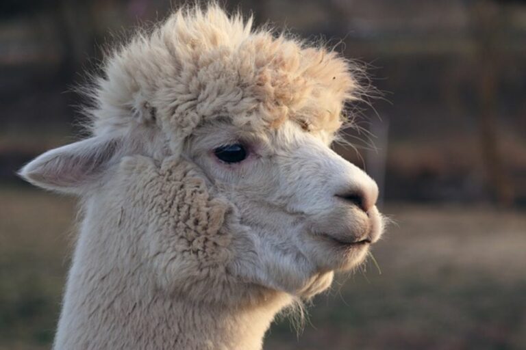 Alpacas