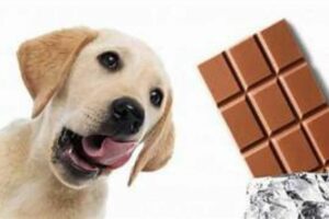 Chocolate para cachorro