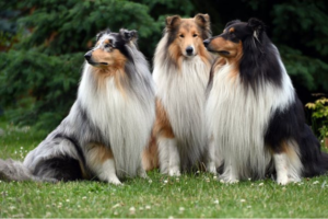 Os 5 Erros Comuns que Todo Dono de Cão Comete (E Como Evitá-los!)